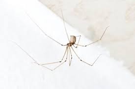 These diy pest control methods will help you to get rid of these nasty there are many methods of pest control that you could do yourself. Diy Pest Control What Are The Benefits Of Doing It Yourself Pestrol Australia
