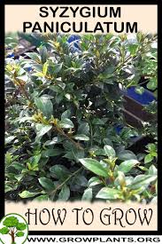 Image result for Syzygium