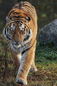 The Siberian Tiger Panthera Tigris Altaica Also Known As The Amur Tiger Is A Tiger Subspecies Inhabiting Mainly The Sikhote Tiere Schon Kleine Katzen Tiere