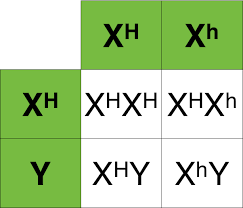 Hl1 Biology 4 3c Genetics 14liedan