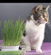 Cat Grass Smartykat Sweet Greens Cat Grass Kit Cute Cats And Kittens Cute Funny Animals Cute Animals