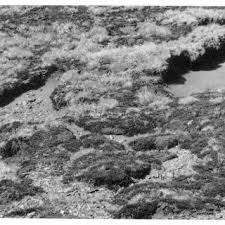 Image result for Asterochaete angustissima