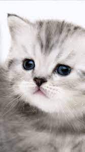 Kitten Gif So Cute Cute Kitten Wallpaper Kitty Cute Kitten Wallpaper Baby Animals Kitten Animated Kitten Gif Kittens Cutest Animal Sounds