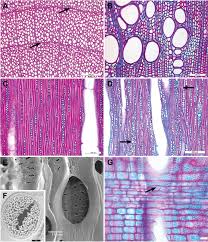 Image result for Secamone stuhlmannii