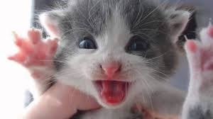 Kedi Sesi Miyav Kedi Canini Senin Youtube