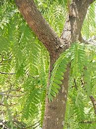 Image result for Brachystegia