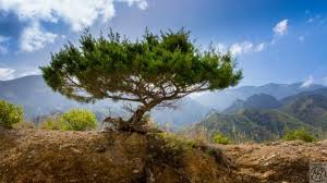 La gomera besitzt einen eigenen inselrat, den cabildo insular, und ist in die sechs gemeinden agulo, alajeró, hermigua, san sebastián de la gomera, valle gran rey und vallehermoso gegliedert. La Gomera Fortaleza Bilder Einer Wanderreise