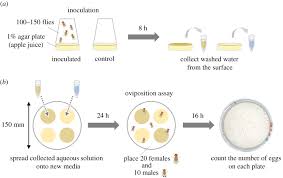 Drosophila Suzukii Avoidance Of Microbes In Oviposition Choice Royal Society Open Science