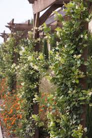 Maybe you would like to learn more about one of these? Madison Star Jasmine