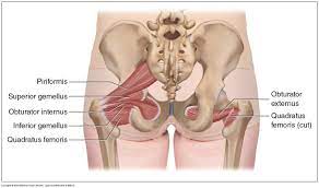 Piriformis the piriformis is a triangular muscle 1 on either side on the very front of the posterior wall of true pelvis. Muscles Of The Pelvis