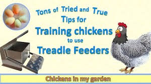 Rural365 11.5Lb Capacity Galvanized Chicken Feeder Weatherproof Coop  Dispenser - Walmart.Com