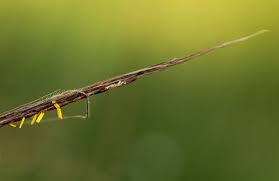 Image result for Trachypogon