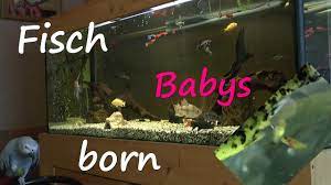 Ab wann dürfen babys fisch essen? Geburt Der Lebendgebarenden Fische Im Aquarium Youtube
