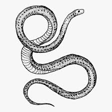 Snake stock illustrations by dazdraperma 25 / 6,993 snake clip art by asado 10 / 1,351 cute green snake cartoon clipart by tigatelu 13 / 1,163 funny snake cartoon stock illustrations by segoviadesign 15 / 4,326 snake tattoo stock. Tattoo Snake Drawing Png Transparent Png Transparent Png Image Pngitem
