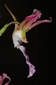 Image result for Eulophia guineensis