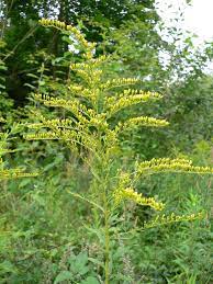 Solidago Canadensis Wikipedia Edible Wild Plants Plants Wild Plants