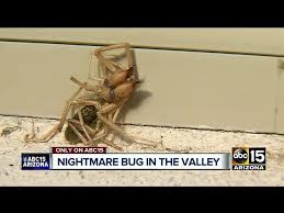 Most of the pictures on internet which claim to show camel spiders bites are actually showing bites of other much more dangerous venomous spiders. Half Spider Half Scorpion All Evil