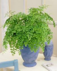 We did not find results for: 17 Plantes D Interieur Qui Poussent Sans Lumiere Du Soleil