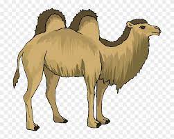 Funny magi mammal transparent wise man baby camel animated gif animated we three king circus. Free Camel Clipart Two Hump Camel Clip Art Png Download 1417326 Pinclipart