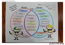 Worksheets are meiosis and mitosis answers work, 013368718x ch11 159 178, biology 1 work i selected answers, multiple choice review mitosis meiosis, biology if8765 stages of meiosis answer key, meiosis matching work, lp3, edvo kit ap07 cell division mitosis and meiosis. Mitosis Vs Meiosis Mitosis Vs Meiosis Mitosis Meiosis
