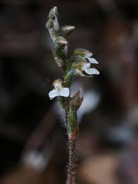 Image result for Zeuxine africana