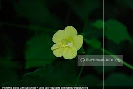 Image result for Hibiscus surattensis