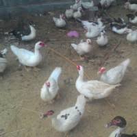Ukuran kandang bebek pedaging 500 ekor. Jual Beli Bebek Terlengkap Harga Termurah Langsung Dari Petani Agromaret