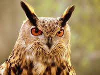 Birds Of Middle Tennessee Pin By The Hidden Outdoors On Birds Of Tennessee In 2020 Great Horned Owl Owl