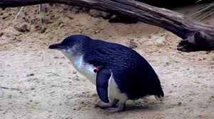 Ok just by the penguin exhibit there is this huge ruler for you to see how tall you are compared to the penguins beside it. Little Blue Penguin Facts Critterfacts