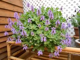 Image result for Coleus caninus