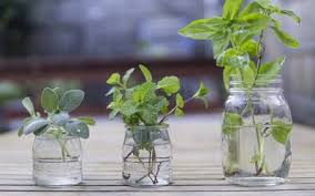 Las hierbas aromáticas y las especias son un ingrediente fundamental en la cocina, porque además de sus muchísimas propiedades, le dan un sabor ¿sabes cuáles hierbas aromáticas y especias puedes usar para cocinar y con qué tipo de platillos pueden usarse? Hierbas Aromaticas Para Cultivar Lo Que Resta Del Ano El Sol De Mexico