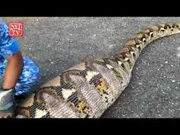 Ular sawa batik yang diberi nama gelaran cik kiah itu menurut beliau ditemuinya selepas reptilia berkenaan melintas jalan ketika beliau sedang dalam perjalanan ke teluk bahang. Apm Tangkap Ular Sawa Telan Anak Lembu Youtube