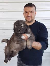 Kafkas Coban Kopegi Coban Kopegi Kopek Coban Kopekleri