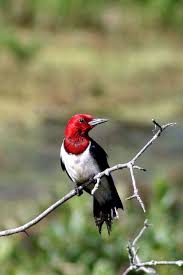 Birds Of Northern Indiana Get Yourself To Indiana S First National Park Where The Birds Abound Birds National Parks Indiana Dunes