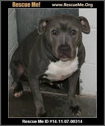 The dpbr website is a virtual shelter and resource for owners and caretakers of american pit bull terriers, american staffordshire terriers, staffordshire bull terriers, and pit bull mixes. Pin On Cuties
