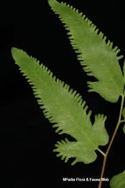 Image result for Lygodium