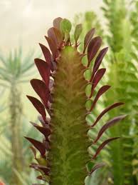 Image result for Euphorbia rubriflora