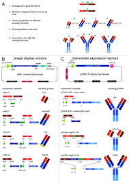 The Influence Of Antibody Fragment Format On Phage Display Based Affinity Maturation Of Igg Abstract Europe Pmc