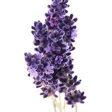 Check spelling or type a new query. Symbolic Meanings Of Flowers That You Ve Been Wanting To Know Gardenerdy Flower Meanings White Rose Symbolism Lavender Flowers