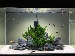 Pin De Krasa En Aquarium Ideas Acuario De Casa Peceras Acuario Agua Dulce