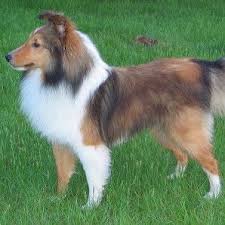 Great Haircut For This Adorable Little Sheltie Shetland Sheepdog Contour Trim Dog Sheep Dog Puppy Shetland Sheepdog Sheltie
