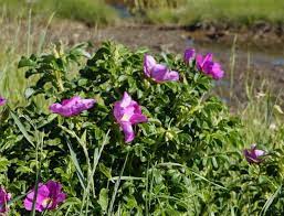 Plant marshmallow hibiscus in full sun or partial shade and wet to moist, alkaline soil. Coastal Landscaping In Massachusetts Plant List Mass Gov