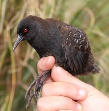 Image result for Vepris rogersii