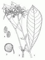 Image result for Voacanga chalotiana