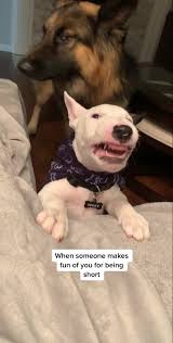 Dealing with Height Bullying: Angry Mini Bull Terrier Reaction