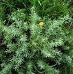 Image result for Pentzia incana