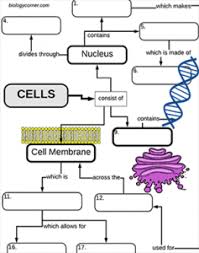 Cell Structures A Graphic Organizer