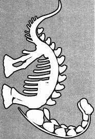 Dinosaur Bones Template Google Search Dinosaur Fossils Dinosaur Template Dinosaur