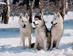 11 dog breeds that were made for winter weather hunderassen hunde rassen husky welpen