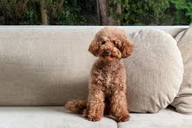 Image result for poodle